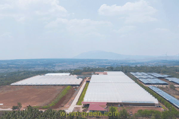 Dự án Thông Đỏ giai đoạn 3